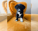 Small #2 Mutt