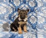 Small Photo #1 German Shepherd Dog Puppy For Sale in KIRKWOOD, PA, USA