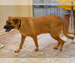 Small #1 Black Mouth Cur Mix