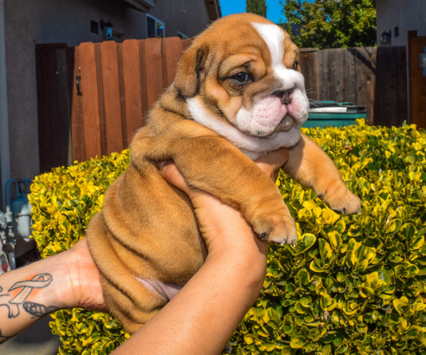 Medium Photo #2 English Bulldog Puppy For Sale in TRACY, CA, USA