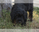 Small Photo #27 Goldendoodle Puppy For Sale in TOPEKA, KS, USA