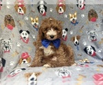 Small #5 Cavapoo