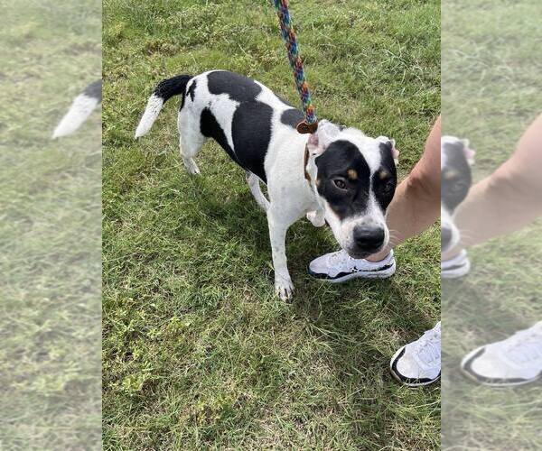 Medium Photo #4 Mutt Puppy For Sale in Abbeville, LA, USA
