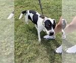 Small #3 Mutt