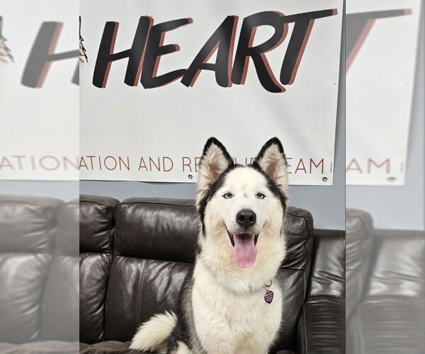 Medium Photo #3 Siberian Husky Puppy For Sale in Severn, MD, USA