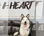 Small #2 Siberian Husky