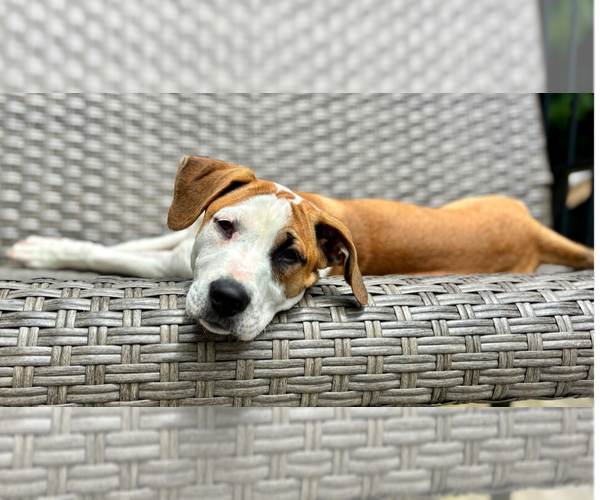 Medium Photo #26 Labrador Retriever-Unknown Mix Puppy For Sale in Brewster, NY, USA