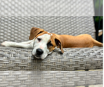 Small #25 Labrador Retriever Mix