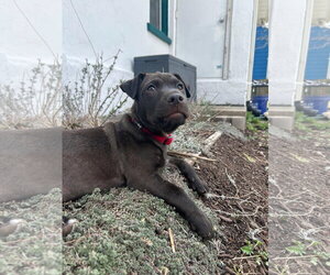 Mutt Dogs for adoption in Cliffwood, NJ, USA