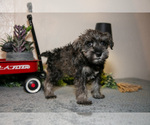 Small #1 Schnauzer (Miniature)