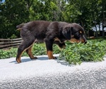 Small #8 Rottweiler