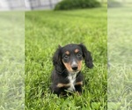 Small #1 Dachshund