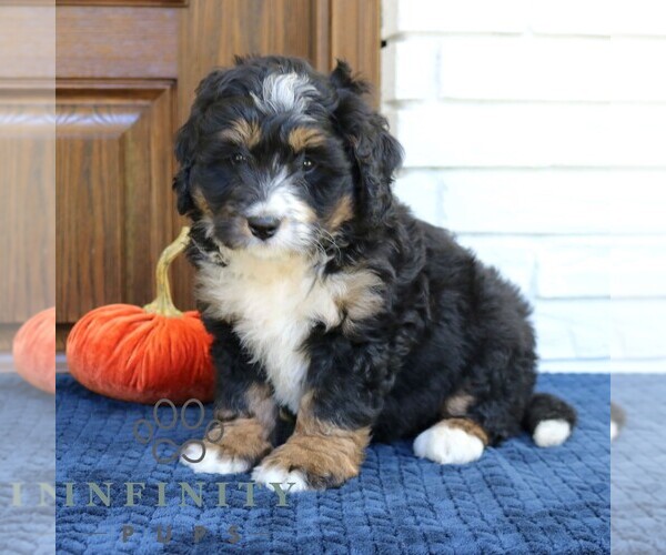 Medium Photo #1 Bernedoodle (Miniature) Puppy For Sale in NARVON, PA, USA