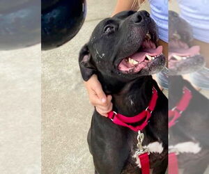 Tiny - Male American Staffordshire Terrier-Unknown Mix Dog for Adoption - Photo #2