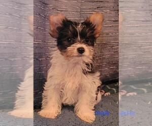Biewer Terrier Puppy for Sale in CONKLIN, New York USA
