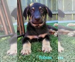 Small #1 German Shepherd Dog-Weimaraner Mix