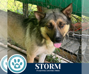 German Shepherd Dog-Siberian Husky Mix Dogs for adoption in Kimberton, PA, USA