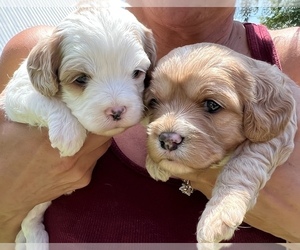 Cavapoo-Poodle (Toy) Mix Puppy for Sale in HARLAN, Iowa USA
