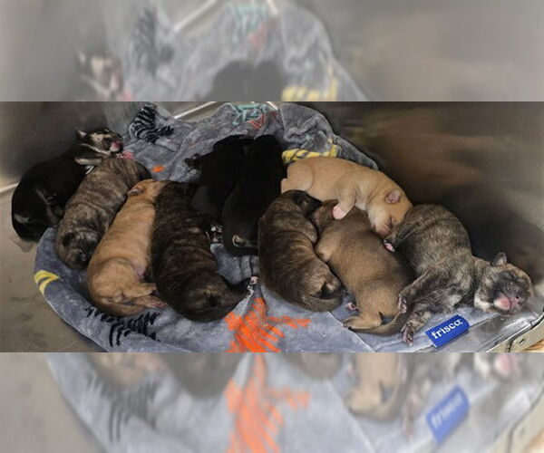 Medium Photo #1 German Shepherd Dog Puppy For Sale in Riverside, CA, USA