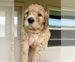 Puppy Puppy 7 Goldendoodle