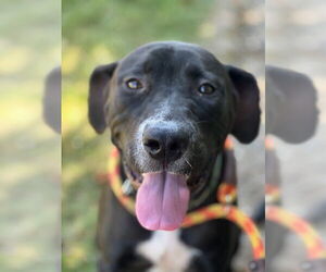 Labrador Retriever-Unknown Mix Dogs for adoption in Louisville, KY, USA