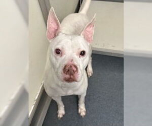 Mutt Dogs for adoption in Glen Allen, VA, USA