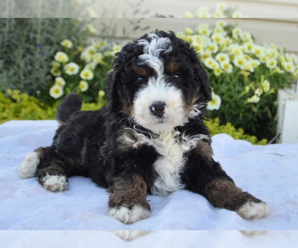 Medium Photo #21 Bernedoodle (Miniature) Puppy For Sale in PARADISE, PA, USA