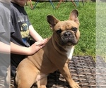 Small Photo #8 French Bulldog Puppy For Sale in FREDERICK, MD, USA