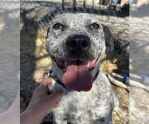 Mutt Dogs for adoption in Las Vegas, NM, USA