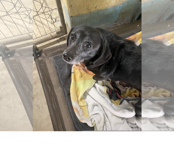 Medium Photo #1 Dachshund-Unknown Mix Puppy For Sale in Tracy City, TN, USA