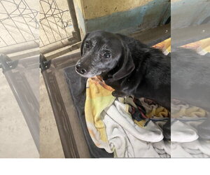 Dachshund-Unknown Mix Dogs for adoption in Tracy City, TN, USA