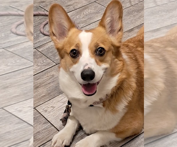 Medium Photo #1 Pembroke Welsh Corgi Puppy For Sale in HILLIARD, FL, USA