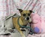 Small Chihuahua