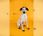 Small #8 Dalmatian-German Shorthaired Pointer Mix