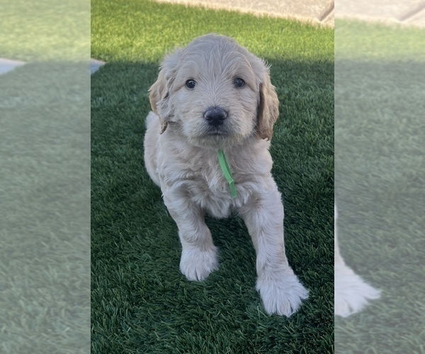 Medium Photo #14 Goldendoodle Puppy For Sale in PHOENIX, AZ, USA