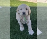 Small #13 Goldendoodle