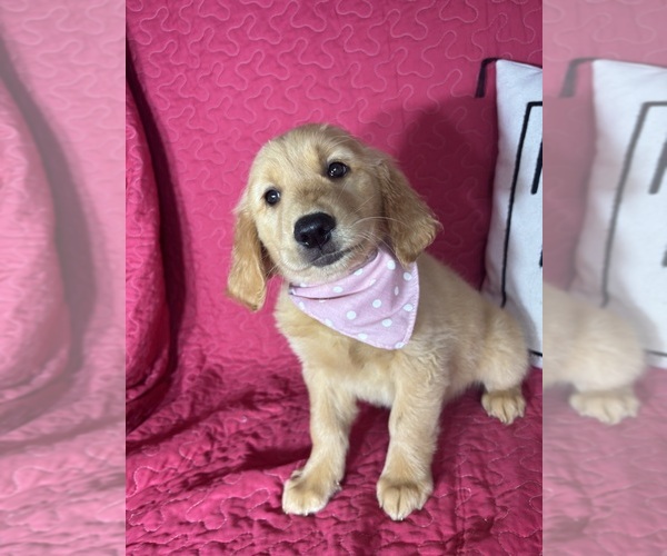 Medium Photo #4 Golden Retriever Puppy For Sale in GREENFIELD, IN, USA