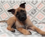Small Photo #12 Belgian Malinois Puppy For Sale in CORNING, CA, USA