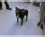 Small American Pit Bull Terrier Mix