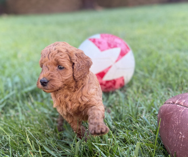 Medium Photo #5 Goldendoodle (Miniature) Puppy For Sale in ROSEVILLE, CA, USA