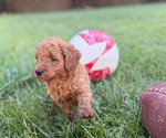Small Photo #5 Goldendoodle (Miniature) Puppy For Sale in ROSEVILLE, CA, USA