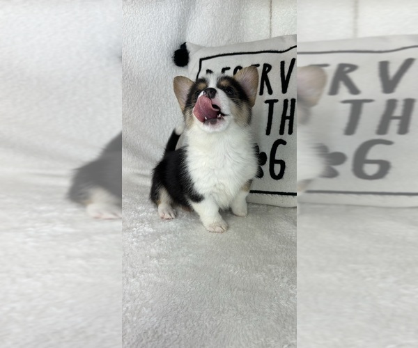 Medium Photo #4 Pembroke Welsh Corgi Puppy For Sale in GREENFIELD, IN, USA