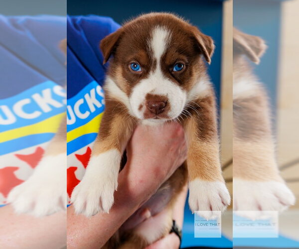 Medium Photo #1 Australian Shepherd-Unknown Mix Puppy For Sale in The Woodlands, TX, USA