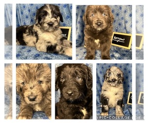Newfoundland-Poodle (Standard) Mix Puppy for Sale in RIVERVIEW, Florida USA