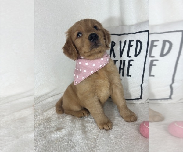 Medium Photo #2 Golden Retriever Puppy For Sale in GREENFIELD, IN, USA