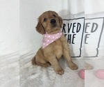 Small #1 Golden Retriever