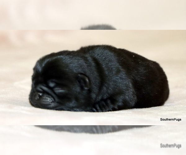 Medium Photo #5 Pug Puppy For Sale in WINNSBORO, TX, USA