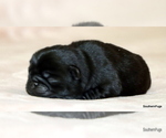 Small #4 Pug