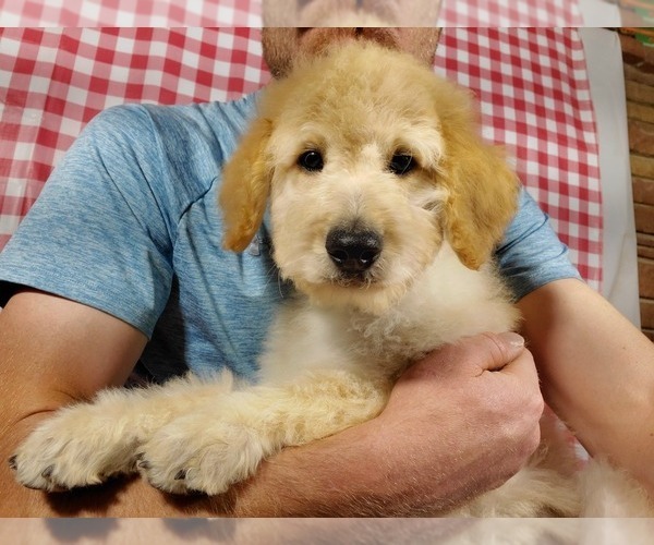 Medium Photo #3 Goldendoodle-Poodle (Standard) Mix Puppy For Sale in PEYTON, CO, USA