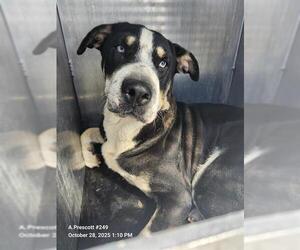 American Staffordshire Terrier-Unknown Mix Dogs for adoption in San Antonio, TX, USA